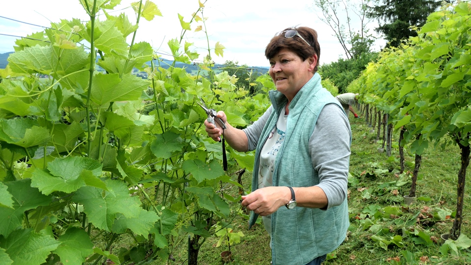 29. Juni 2021 - die Reben wollen gepflegt sein !
