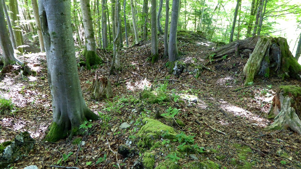 Überwachsene geborstene Mauern