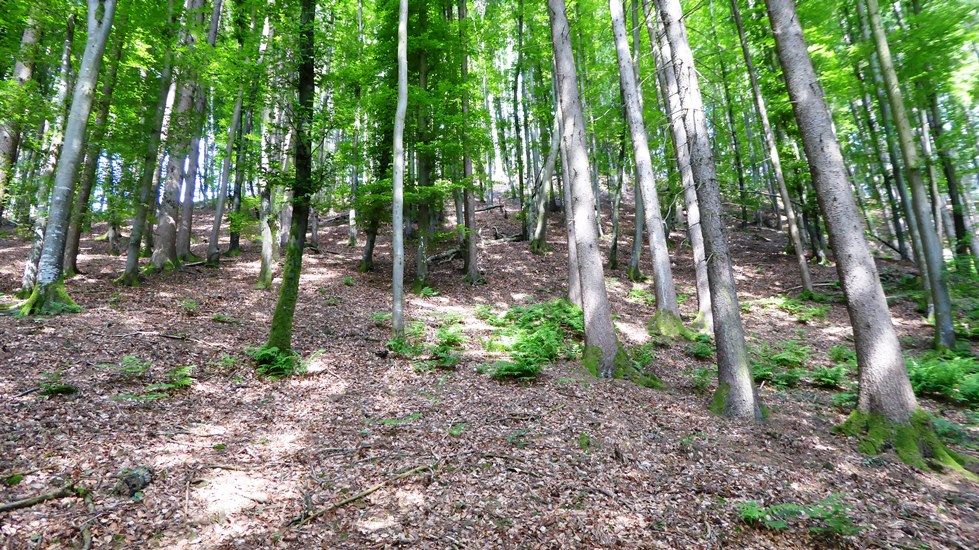 Aufstieg zur Wallanlage