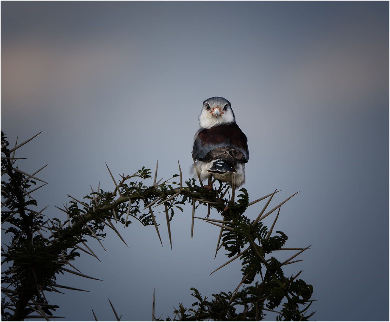 Highly Commended: Pygmy Falcon (Paul McKenzie)