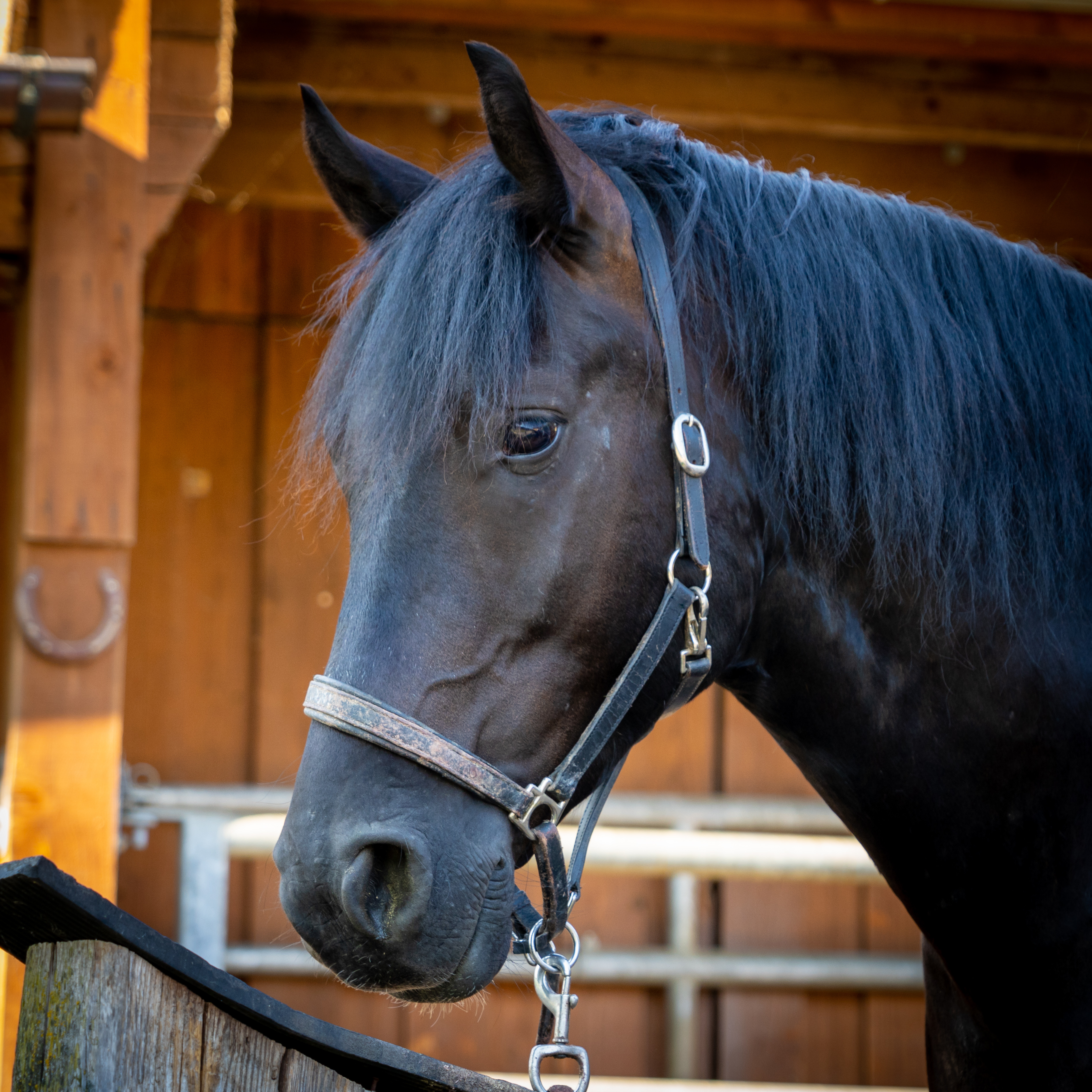 Jack - Stallbewohner