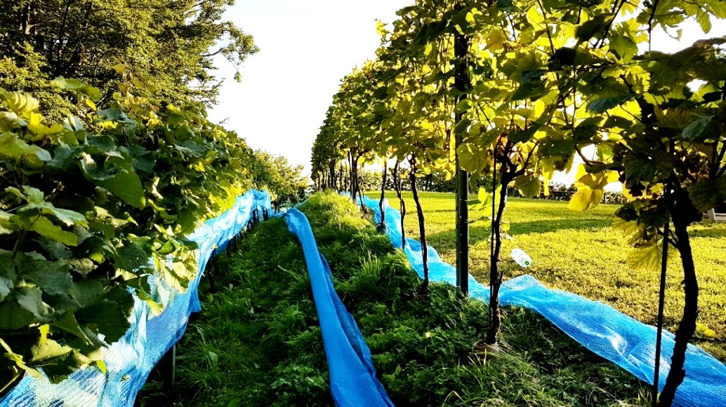 Die Schutznetze werden abgenommen