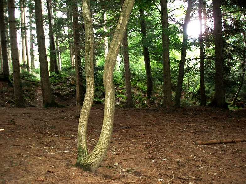 Südseite - Erdwall am Waldrand