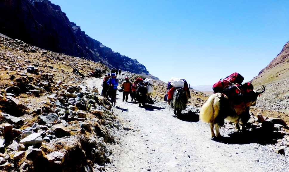 Yaks transportieren unser Gepäck