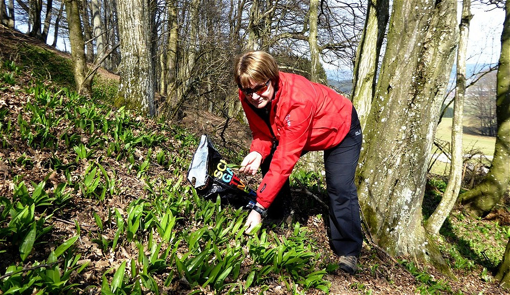 Beim Bärlauchpflücken