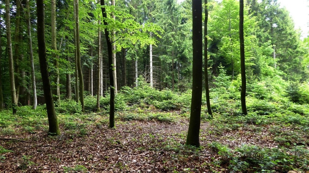 Tumulus von Stauden bedeckt
