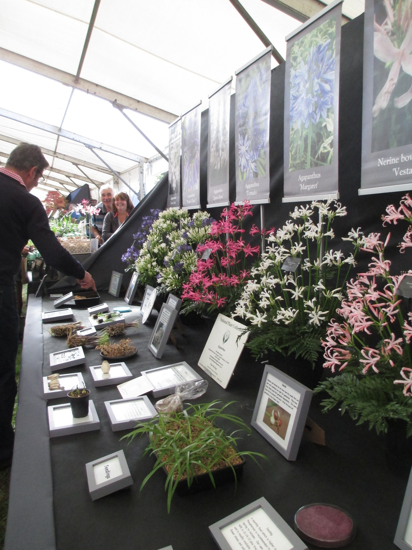 Steve's beautiful display of Nerines and Agapanthus, with examples of different ways of their propagation.