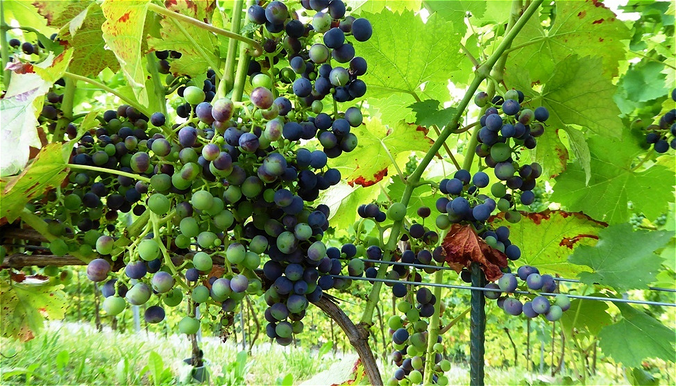 Die Regenttraube färbt bereits um