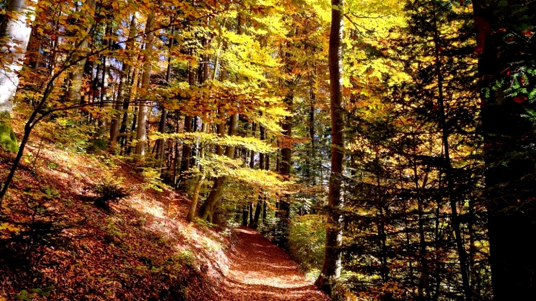 Bibelweg - Eingang in den Wald