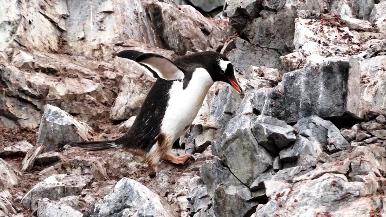 Mühsamer Aufstieg in den Felsen !