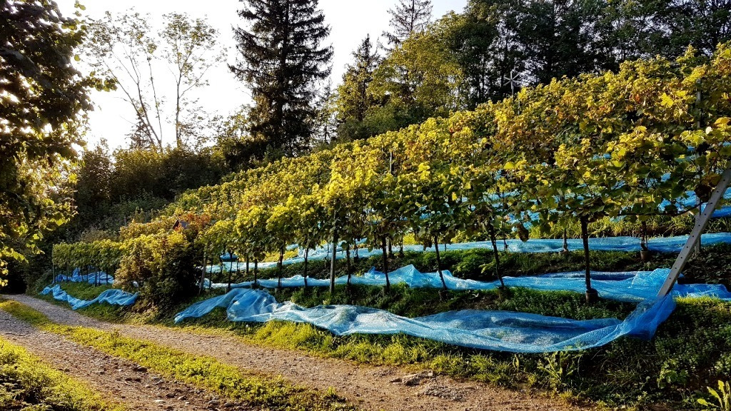 Südseite des Weingartens