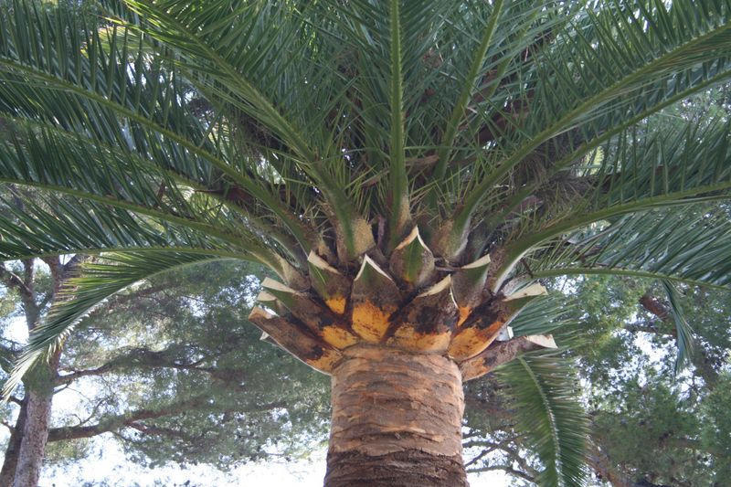 Taille dite en marguerite du palmier PHOENIX 