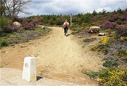 Abzweigung zwischen Heidekraut und Ginster