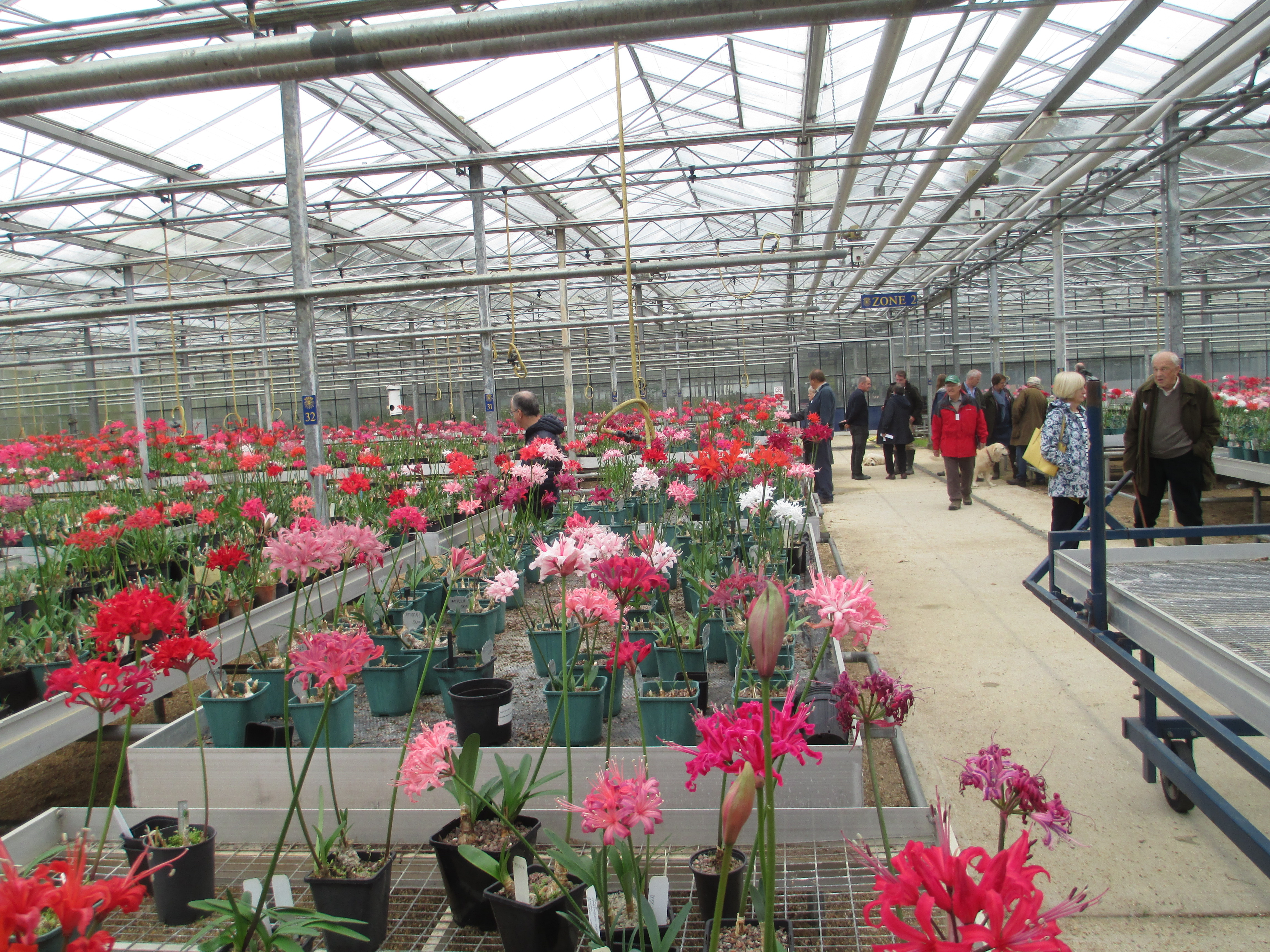 Members enjoying a visit to the glasshouse to view blooms of new varieties being developed, as well as old favourites. 