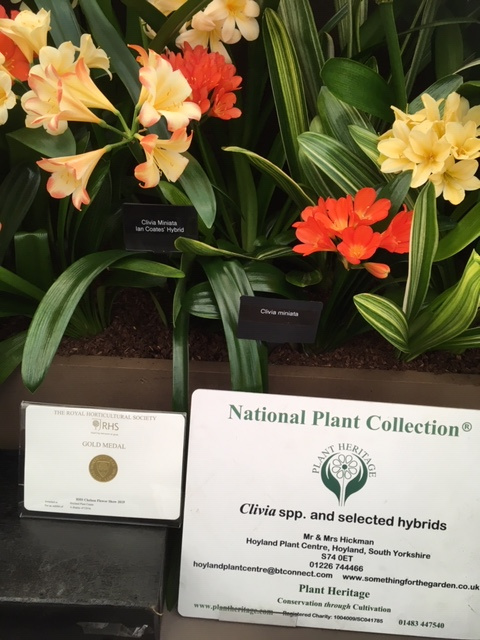 Gold medal, too, for Clivias
