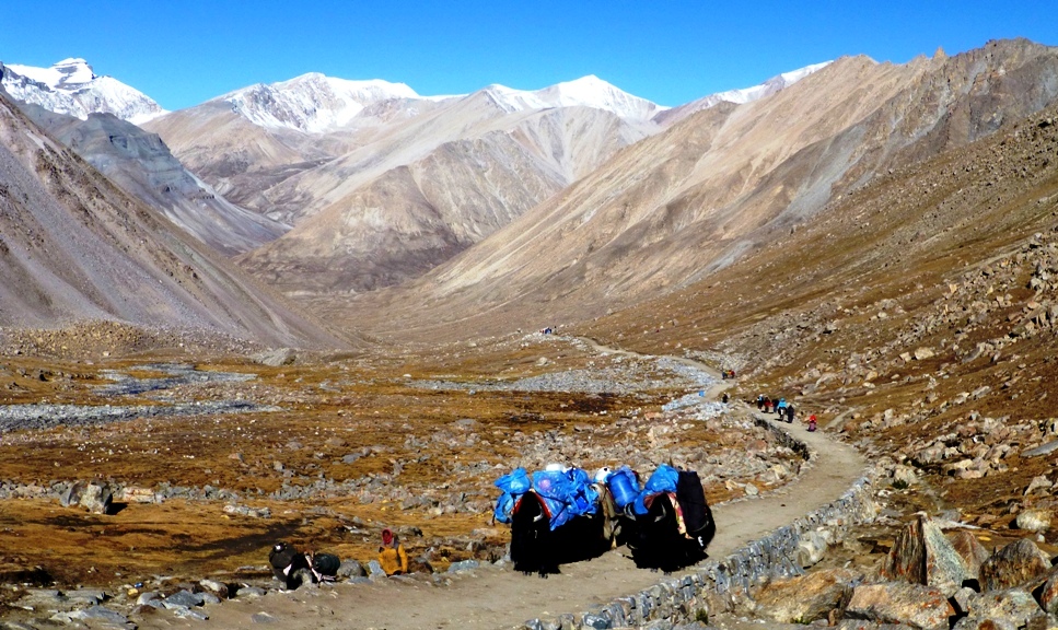 Vollbepackte Yaks - in Richtung Dolma La
Dieser Pass ist mit 5.630 m der höchste Punkt der Kora