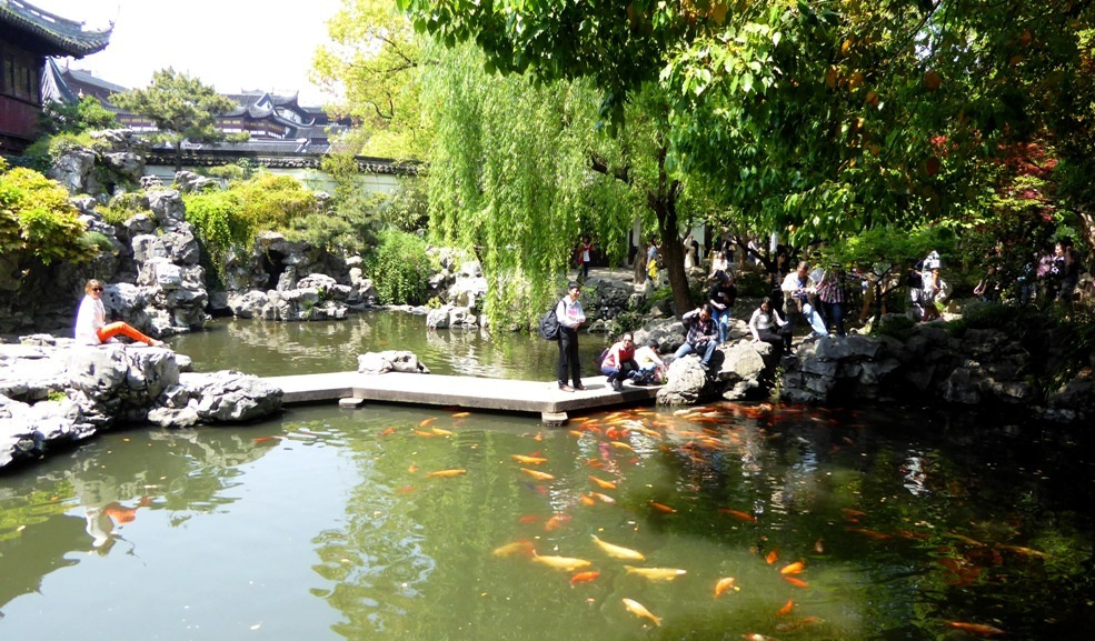 In den vielen Wasserbecken wimmelt es von Kois
Der Nishikigoi, kurz auch Koi genannt, ist eine Zuchtform des Karpfens.