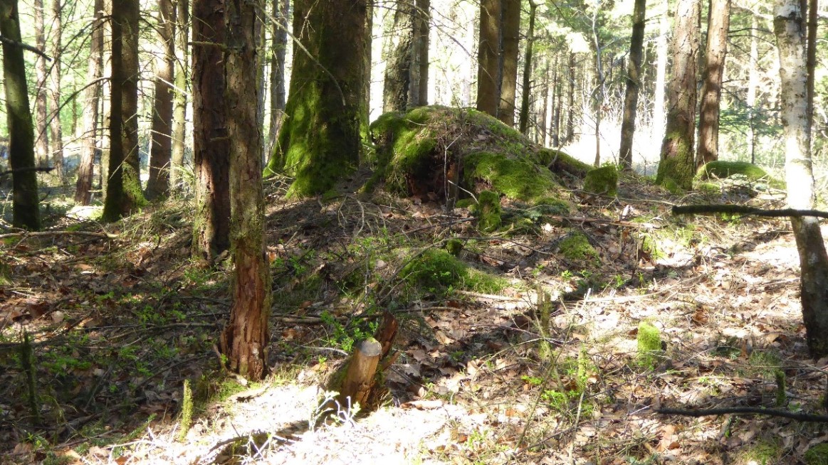 Eichwald bei Steinrödt - Hügelgrab 3