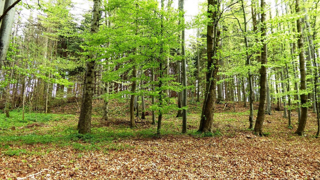 Vor dem Frontwall im Westen