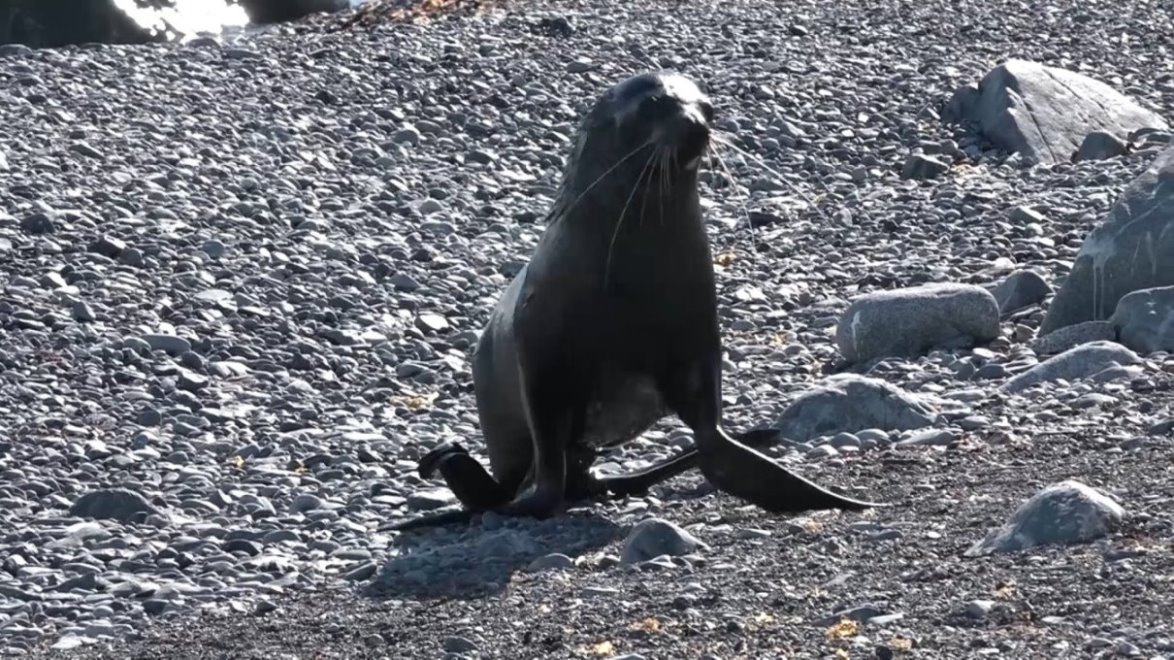 Seebär - Drohgebärde