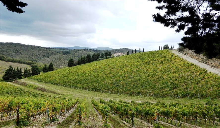 Die Weinernte ist abgeschlossen !