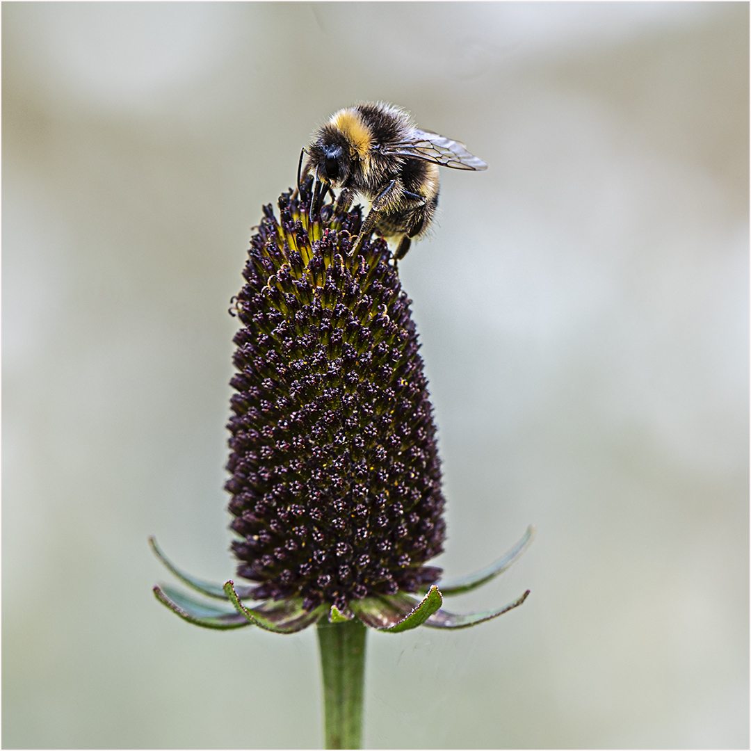 3rd Place: Collecting Pollen (Trevor Swann)