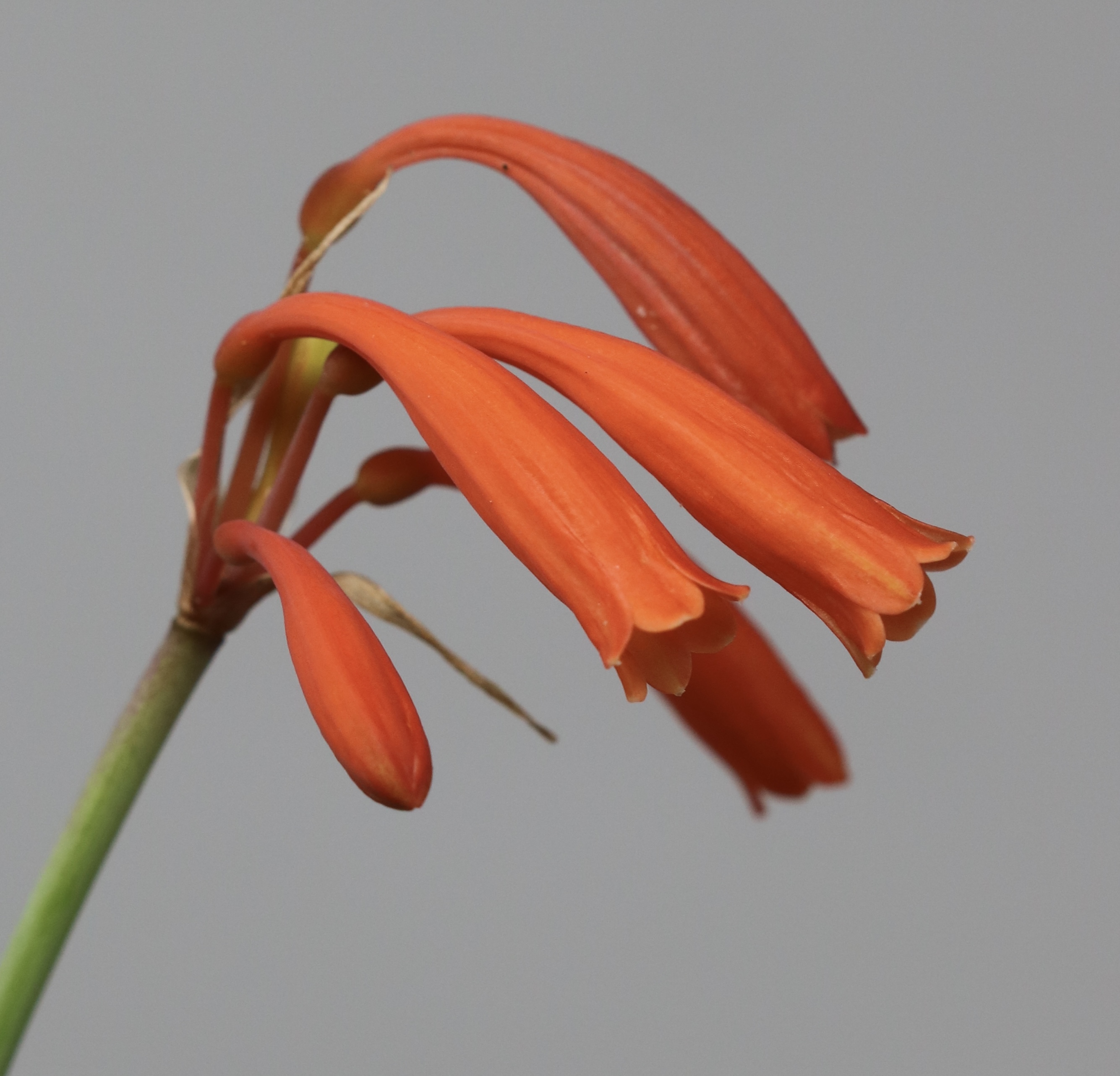 12. Cyrtanthus brachypsyphus