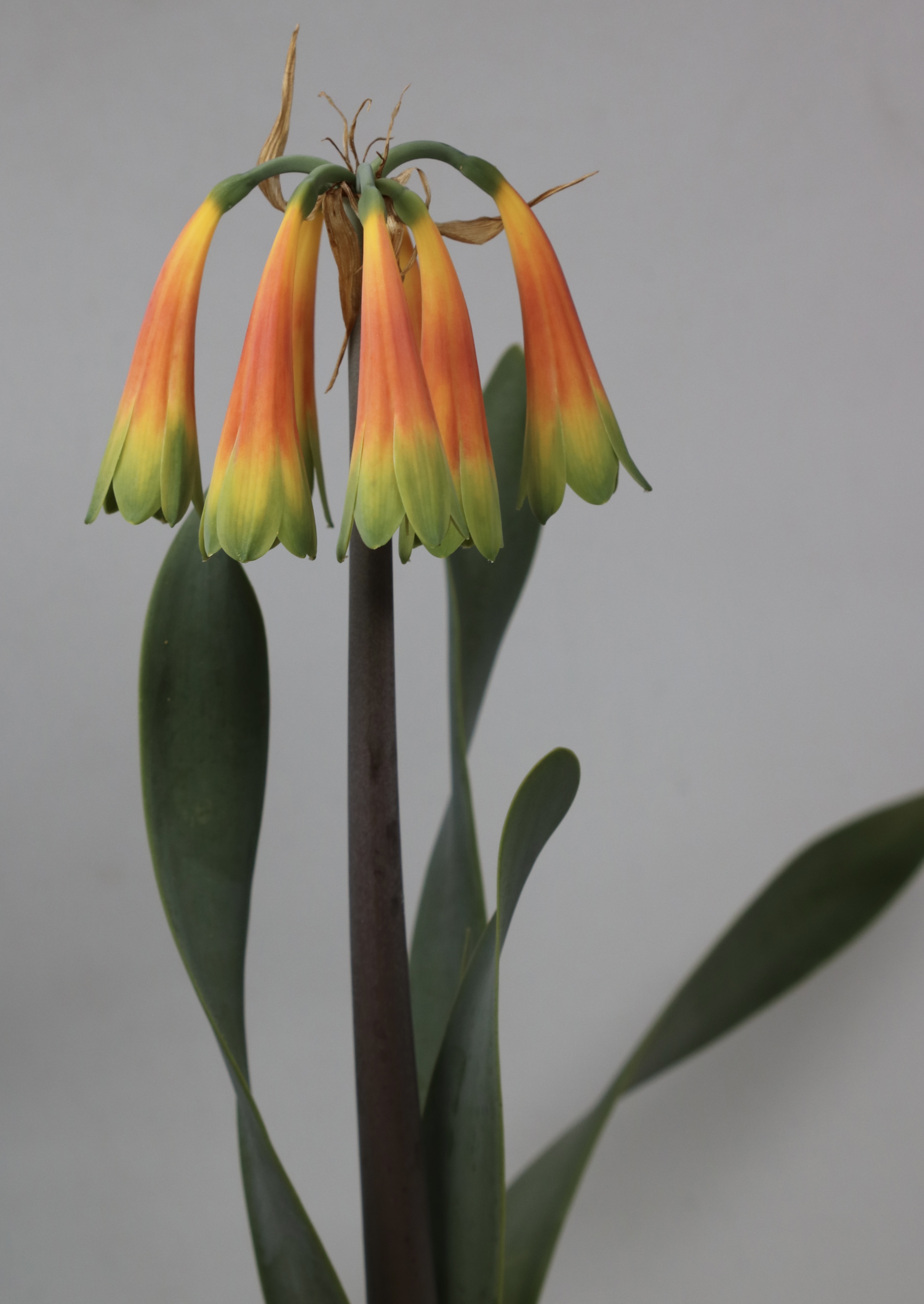 6. Cyrtanthus obliquus