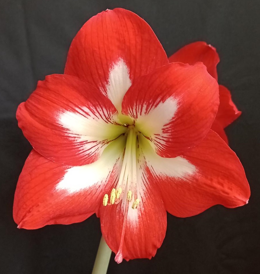 Hippeastrum