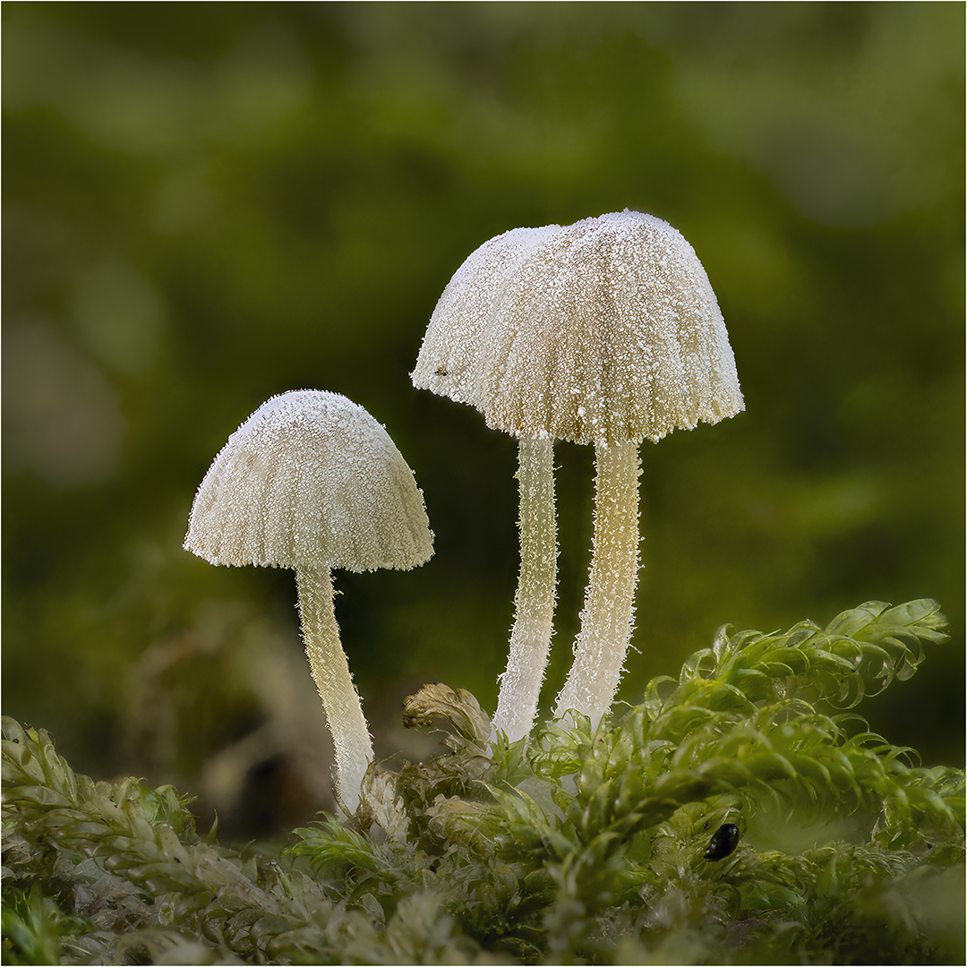 Commended: Mycena Corynephora (Michael Bull)
