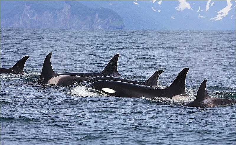  Schwertwalen - Orcas sind sehr gesellige Tiere