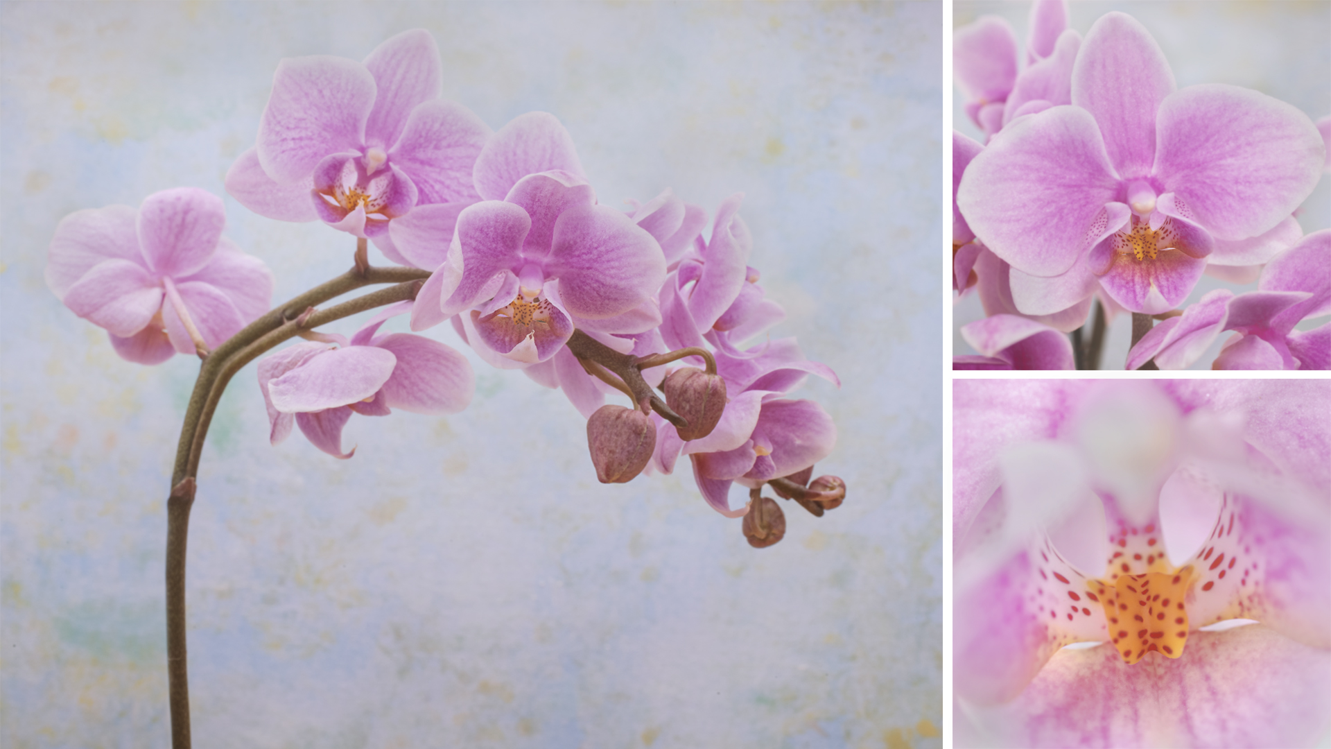 1st Place and overall 2nd: Orchids (Nigel Gooding)