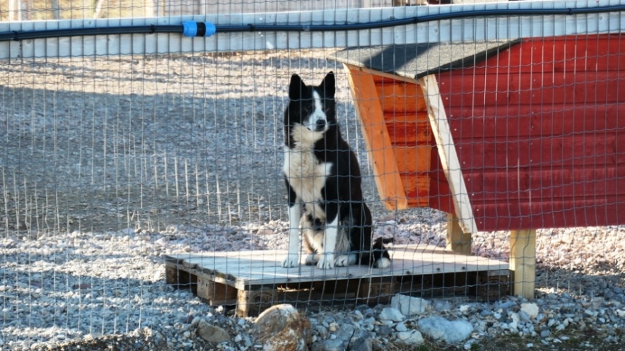 Arbeitsloser Schlittenhund