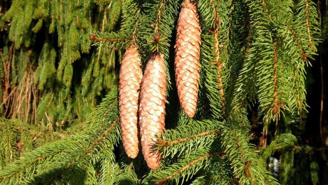 Fichtenzapfen