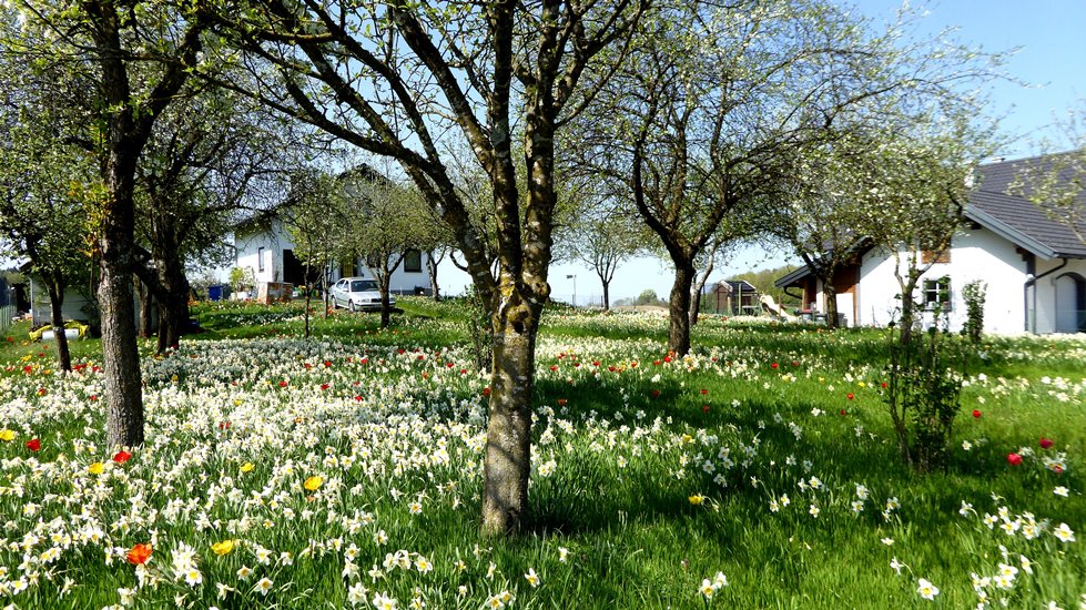 Blütenwiese in Gstaig bei Feldkirchen