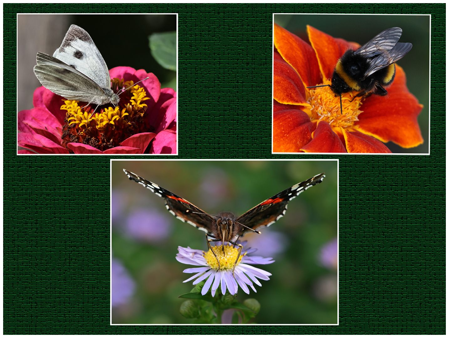 3rd Place: Pollinators (Ray Dulai)