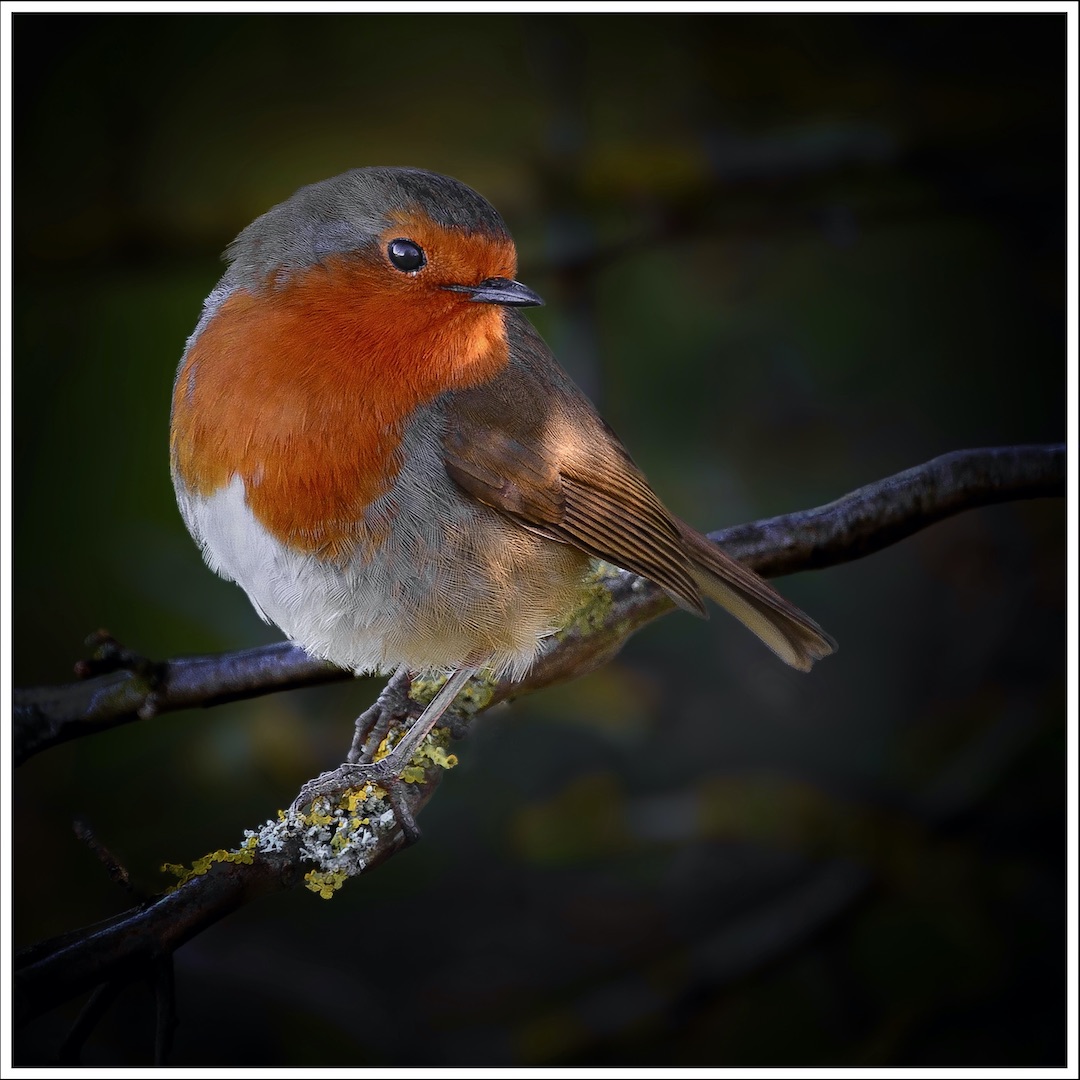 2nd Place: Robin (Martin Edwards)