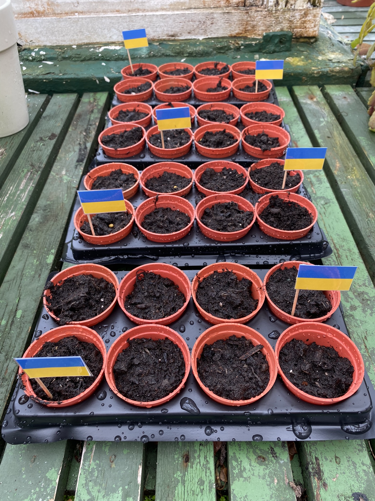 Planting Sunflower Seeds - Tribute to Ukraine - April 2022