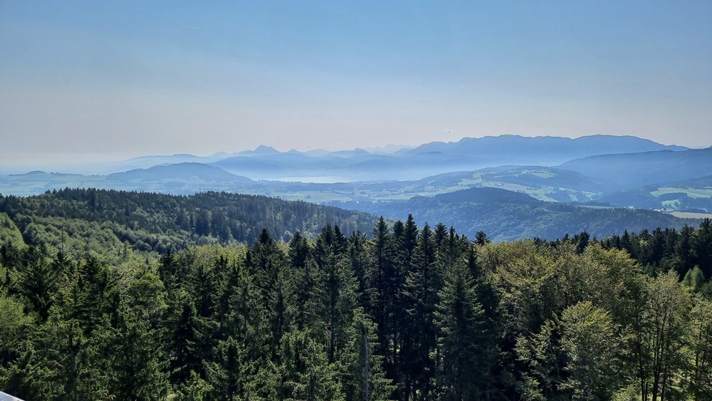 Über den Baumwipfeln