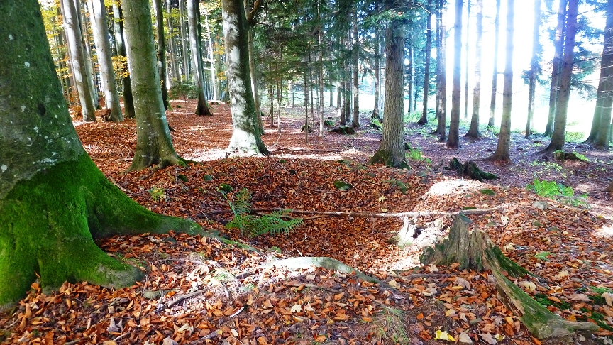 Blick über das Gräberfeld