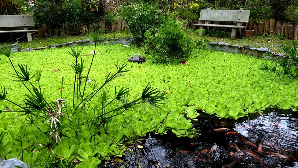 Pool mit Koi - Karpfen