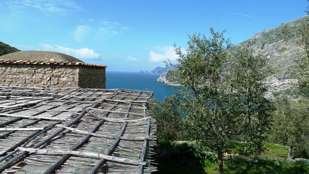 Kleine Zitronenplantage