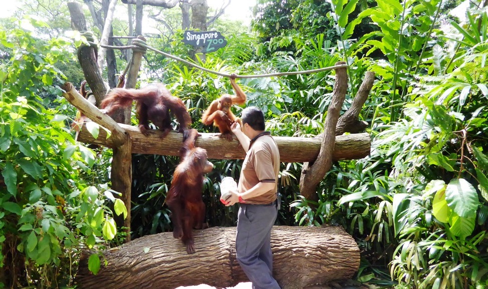 Orang Utans