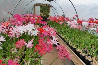 On Sunday 15th Oct., on his NGS Open Day, 120 visitors came to see Steve's Nerines which were still blooming beautifully!