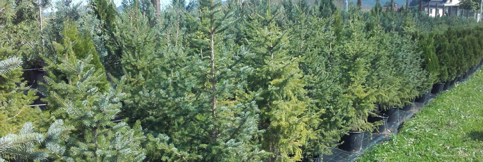 <p style="
    padding: 0px;
    margin: 0px 0px 10px;
    font-family: 'Lora', serif;
    font-size: 44px;
    color: #ffffff;
    font-weight: 700;
    line-height: 1.3;
    text-shadow: 0px 0px 10px #212121;
">Prodaja cipres in drugih rastlin za živo mejo</p><p class="slider_p">V NAŽI DREVESNICI SMO ENI REDKIH ALI PA KAR EDINI V SLOVENIJI, KI SAMI RAZMNOŽUJEMO IN SKORAJ VSE CIPRESE SMARAGD VZGAJAMO V LONCIH.</p>