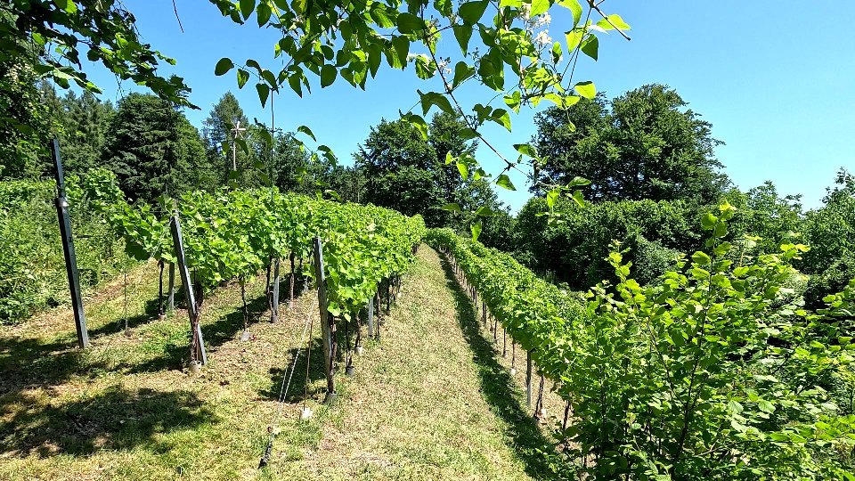 Der gepflegte Weingarten