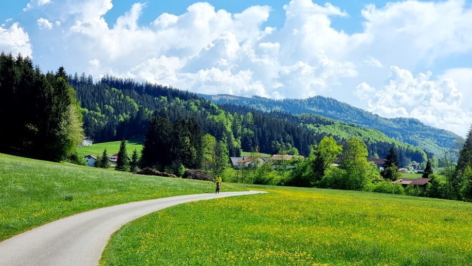 Entlang des Henndorfer Waldes