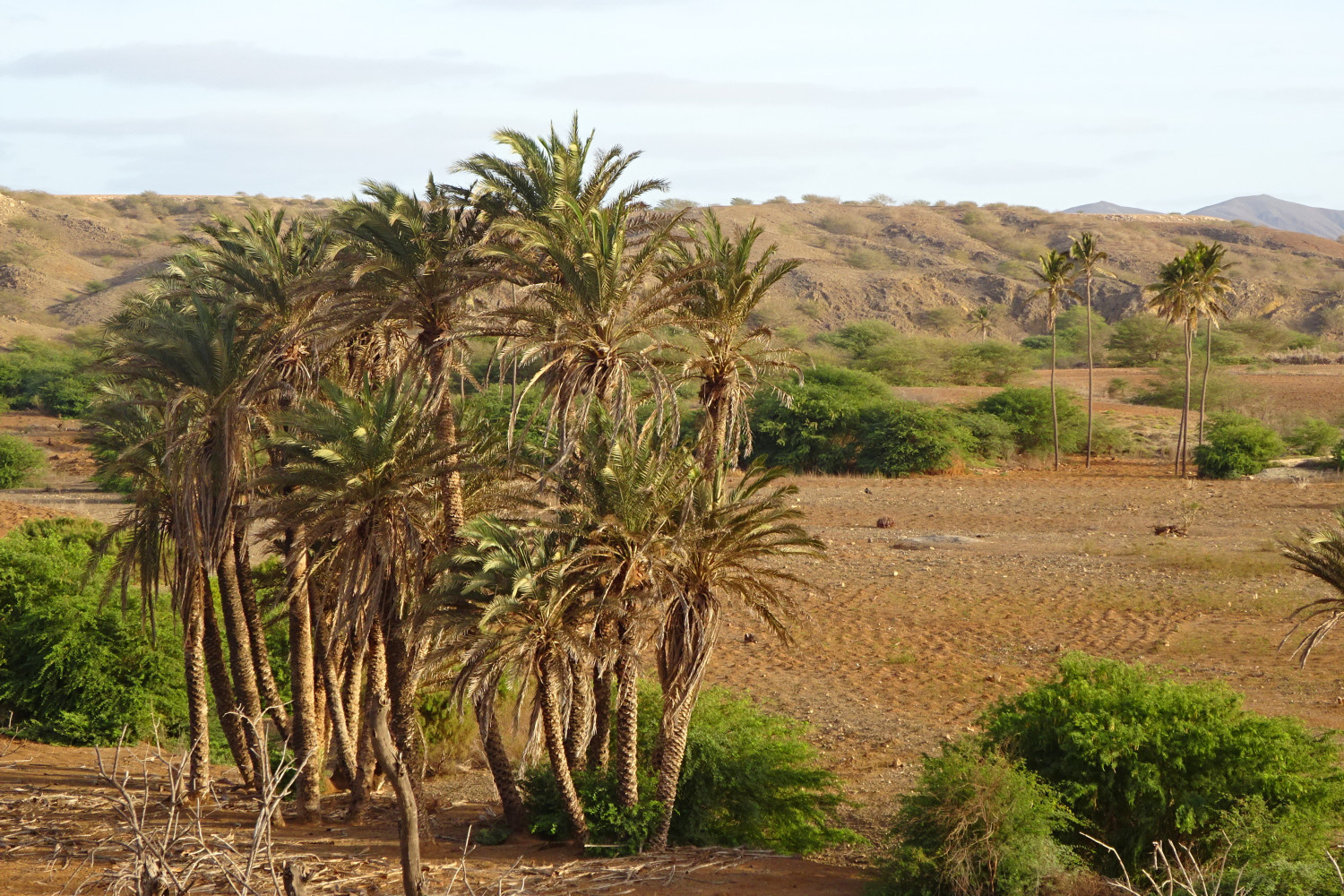 Palmiers à Boca Lagoa