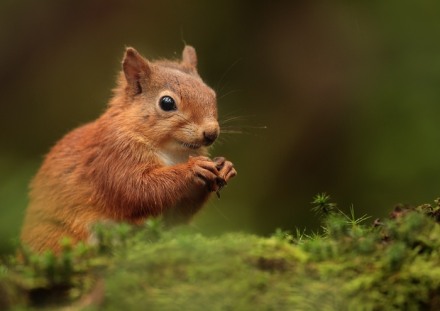 English Red (Andy Snape)