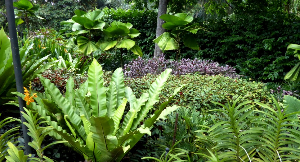 Pflanzen der feuchten Tropen